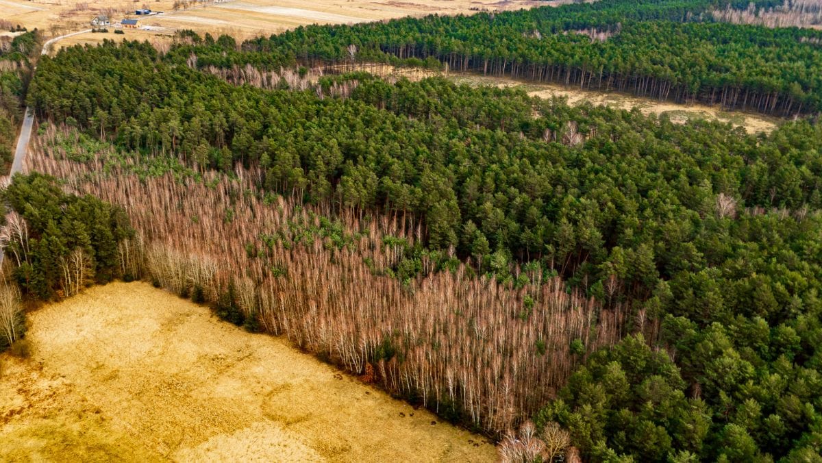 Działka  pokojowe na Sprzedaż