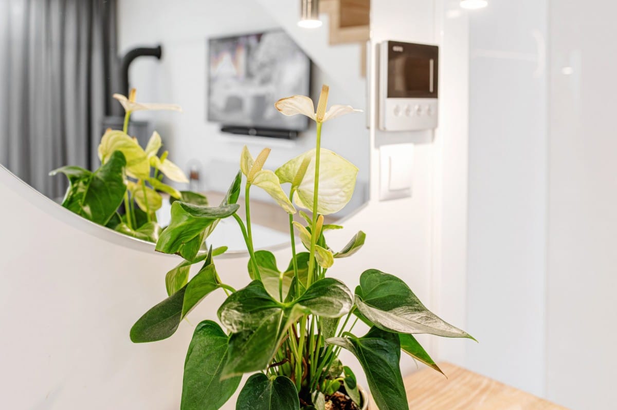 Dom  pokojowe na Sprzedaż