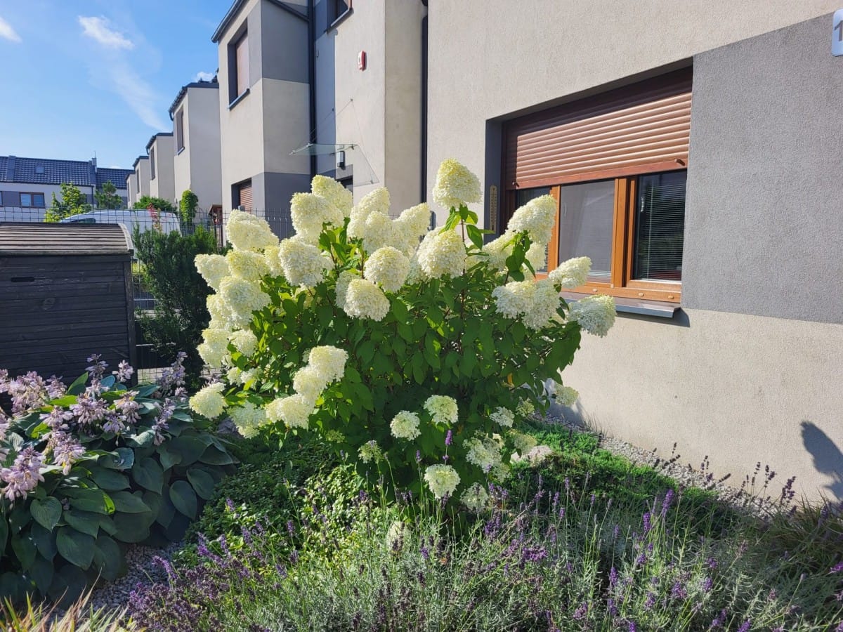 Dom 5 pokojowe na Sprzedaż