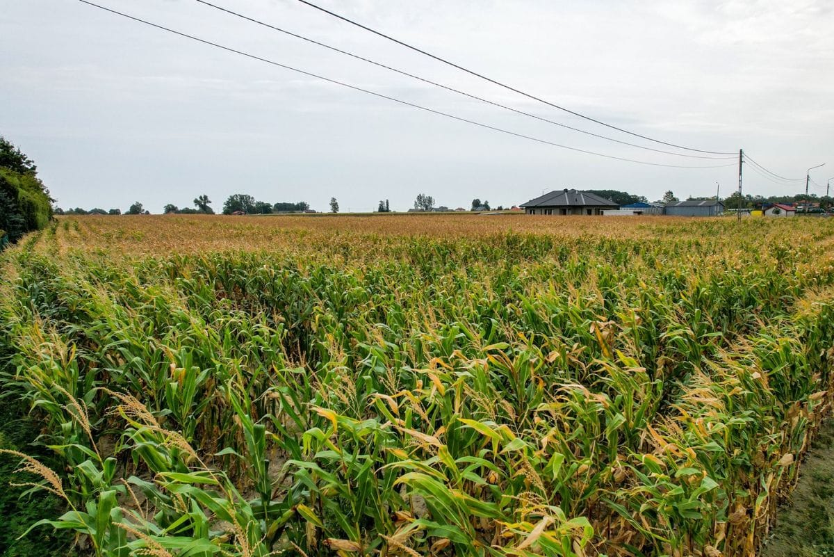 Działka  pokojowe na Sprzedaż