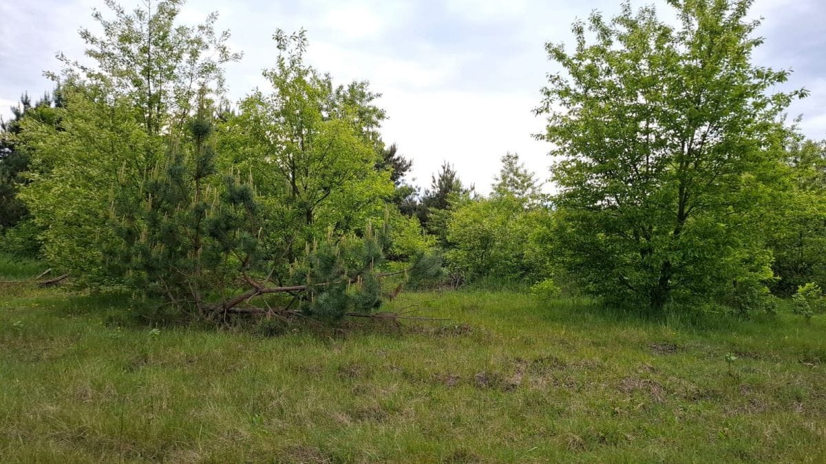 Działka  pokojowe na Sprzedaż