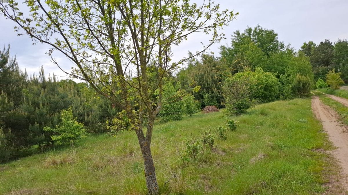 Działka  pokojowe na Sprzedaż