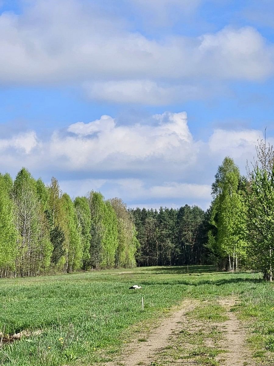 Dom 5 pokojowe na Sprzedaż