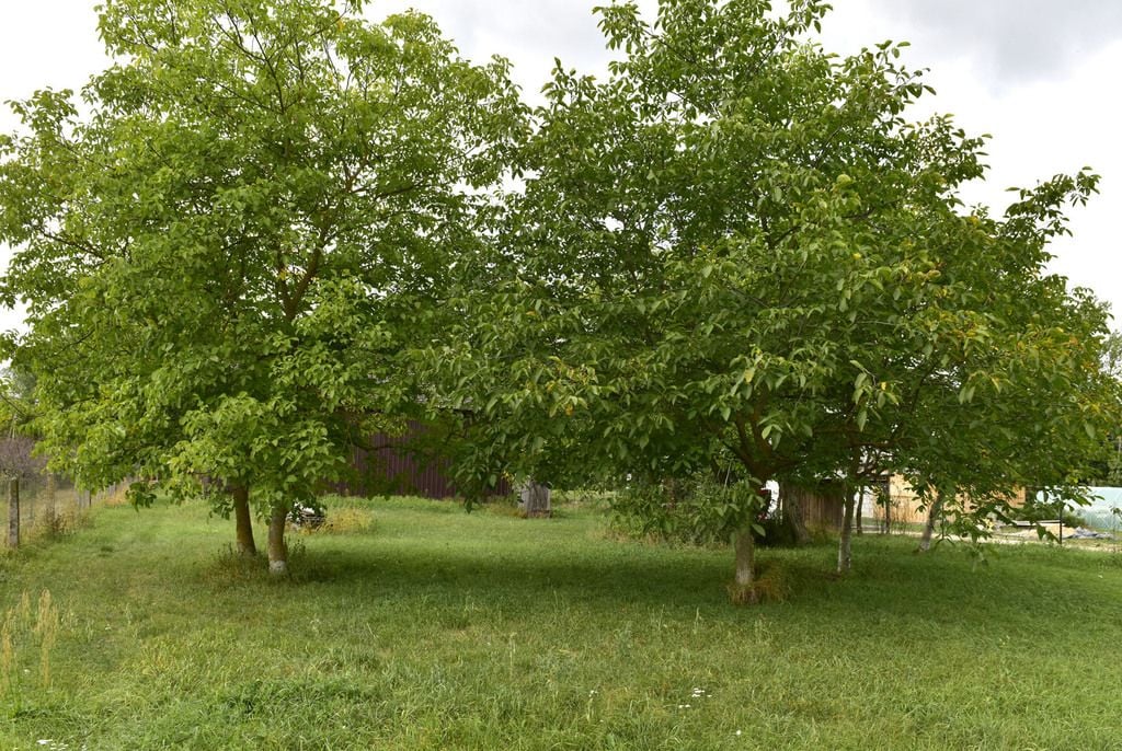 Dom 1 pokojowe na Sprzedaż