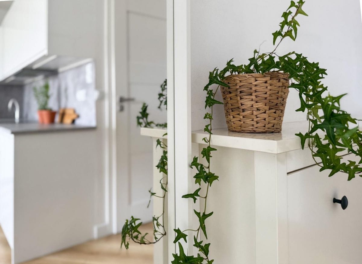 Mieszkanie 2 pokojowe na Wynajem