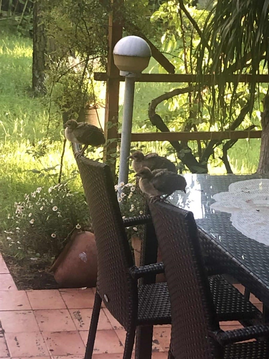 Dom 5 pokojowe na Sprzedaż