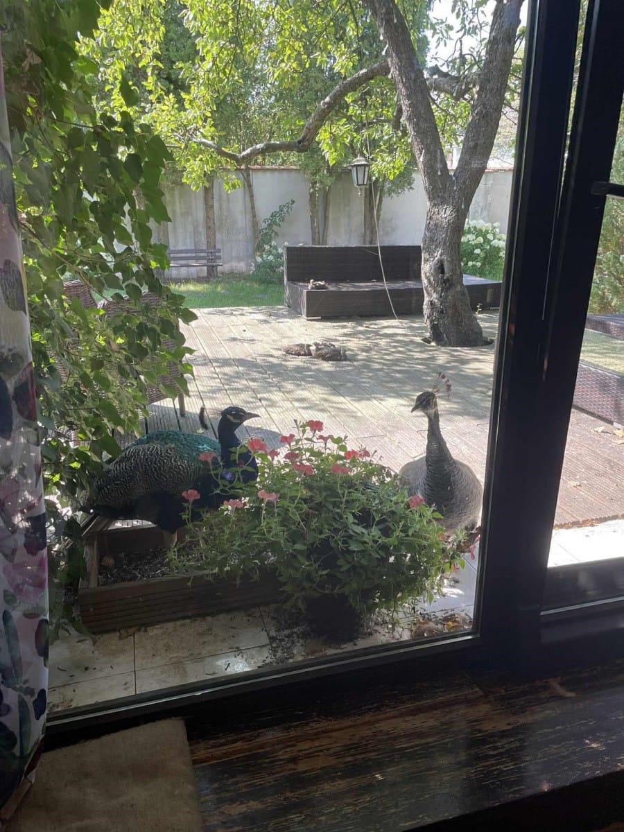 Dom 5 pokojowe na Sprzedaż