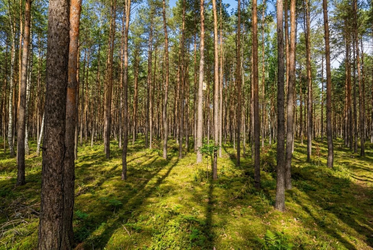 Działka  pokojowe na Sprzedaż