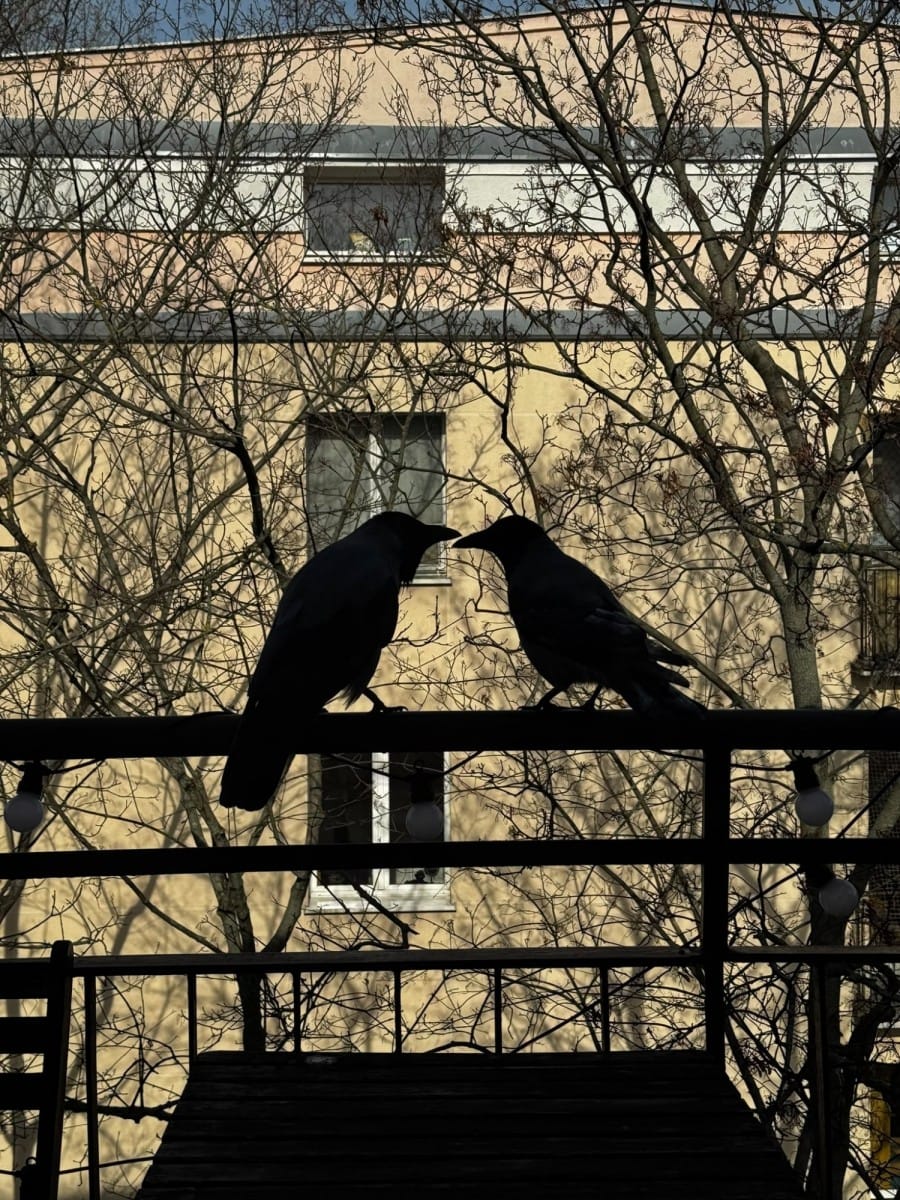 Mieszkanie 3 pokojowe na Wynajem