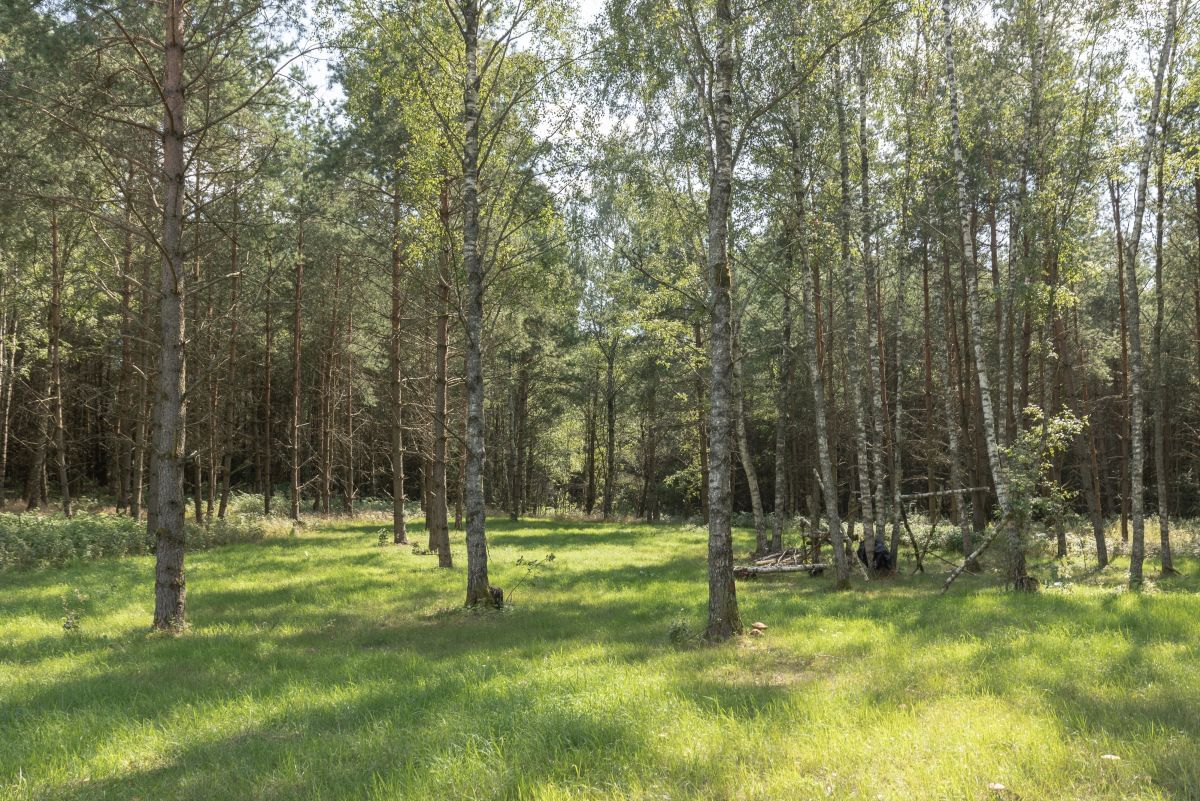Działka  pokojowe na Sprzedaż
