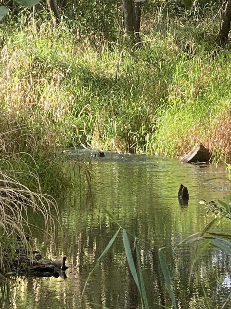 Dom 10 pokojowe na Sprzedaż