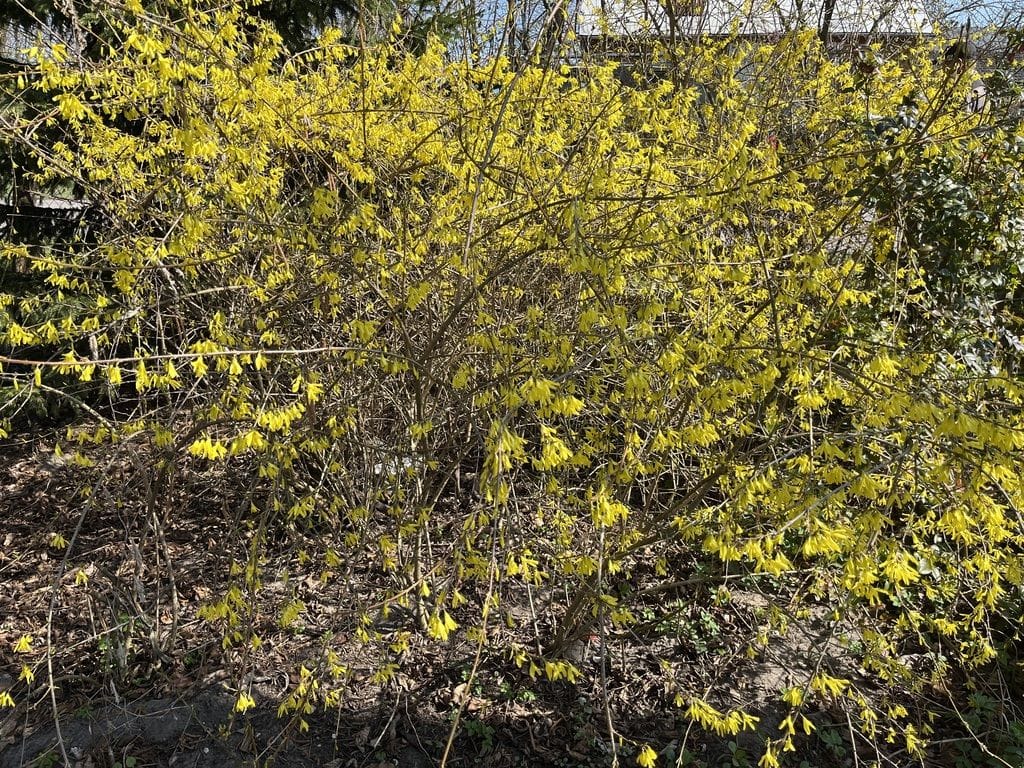 Dom 1 pokojowe na Sprzedaż