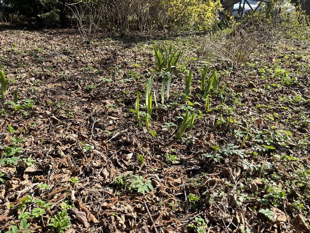 Dom 1 pokojowe na Sprzedaż
