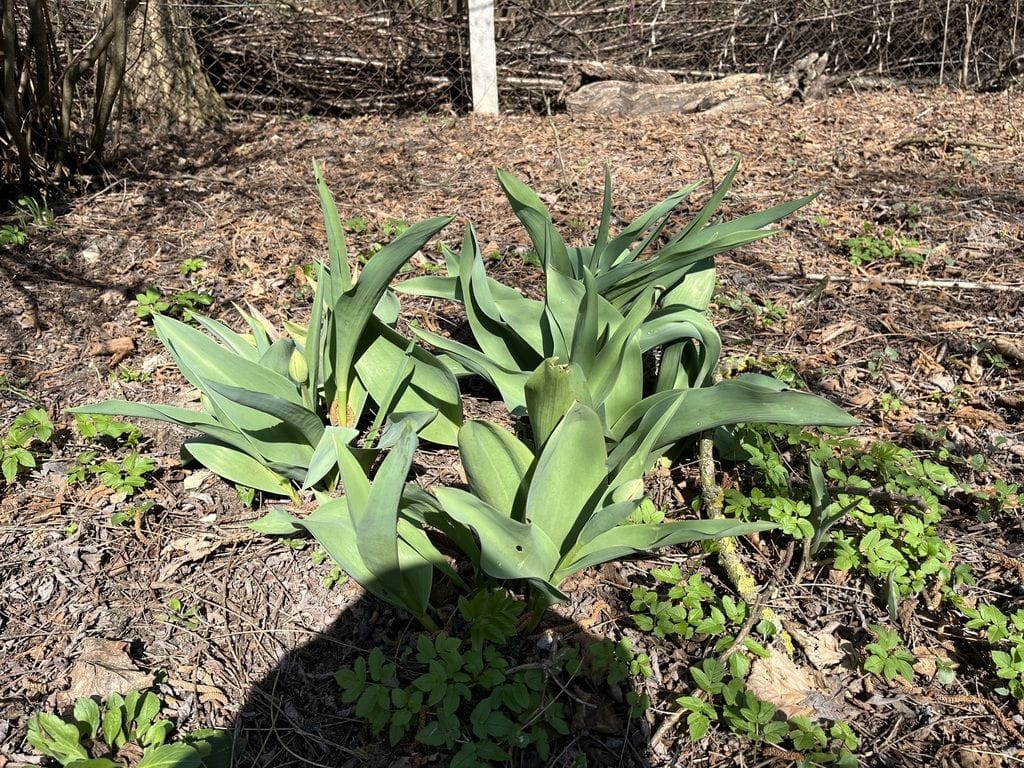 Dom 1 pokojowe na Sprzedaż