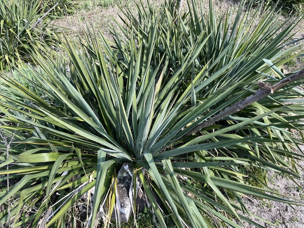 Dom 1 pokojowe na Sprzedaż