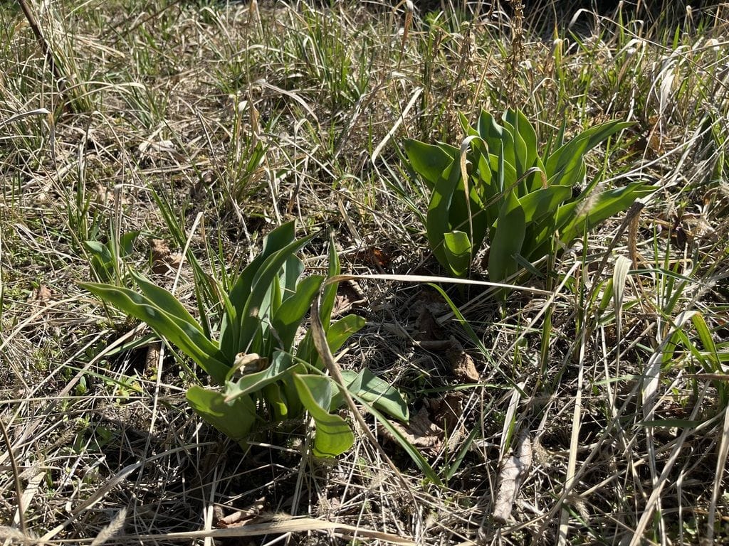 Dom 1 pokojowe na Sprzedaż