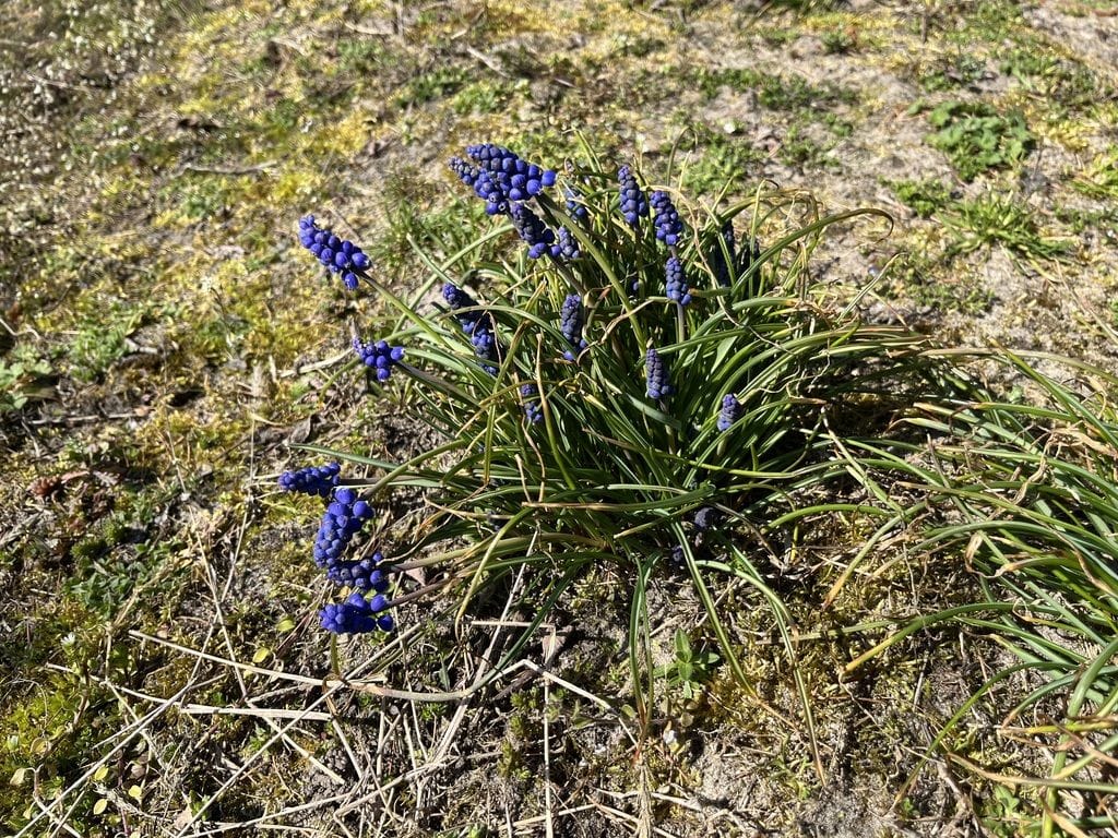 Dom 1 pokojowe na Sprzedaż