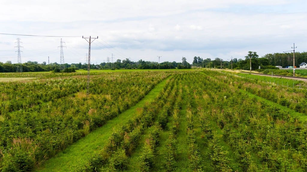 Działka  pokojowe na Sprzedaż