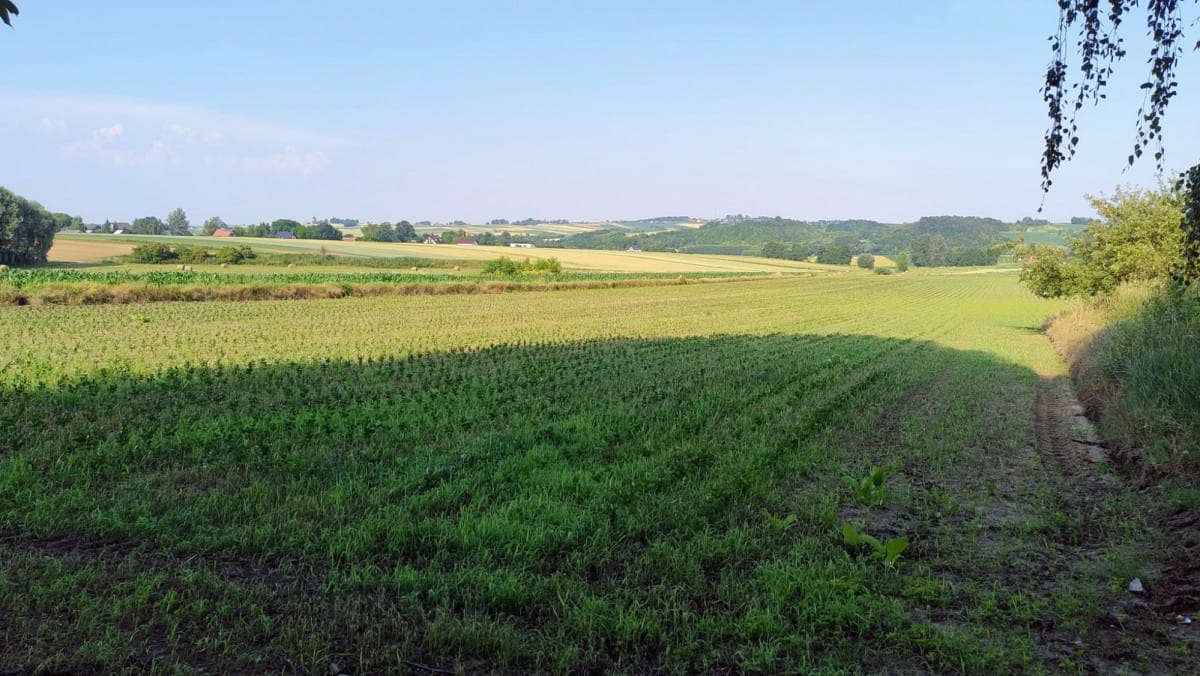 Dom 5 pokojowe na Sprzedaż