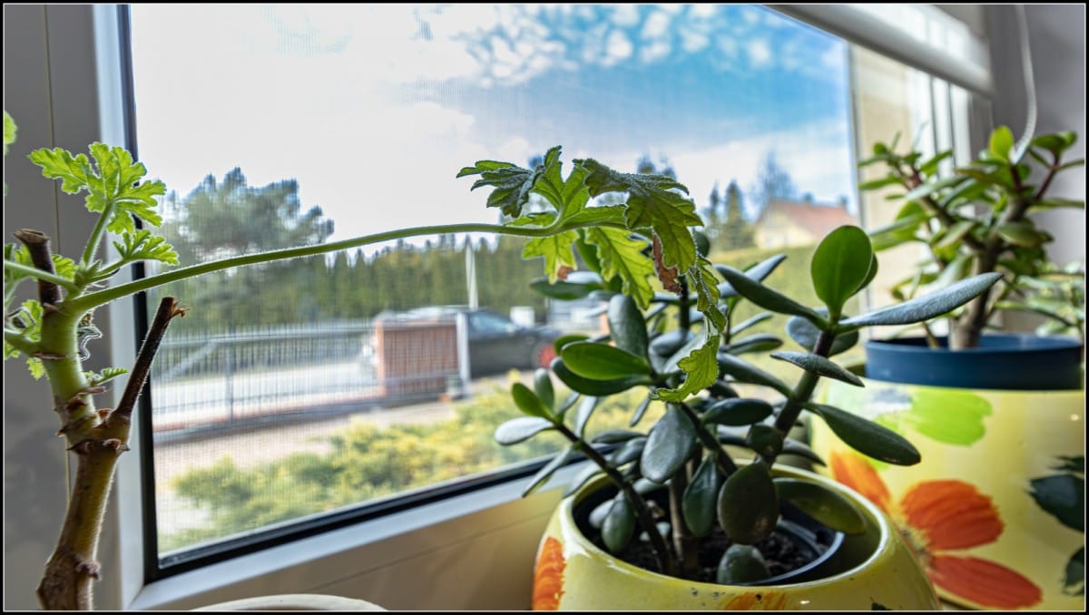 Dom 4 pokojowe na Sprzedaż