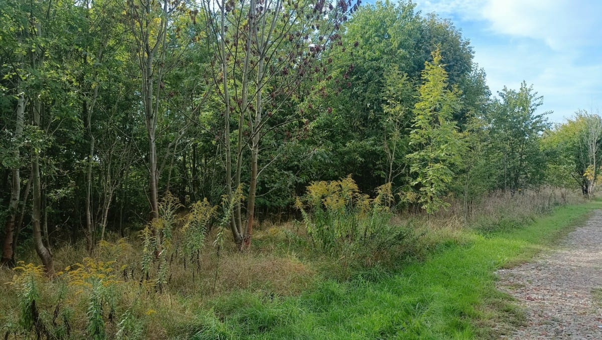 Działka  pokojowe na Sprzedaż