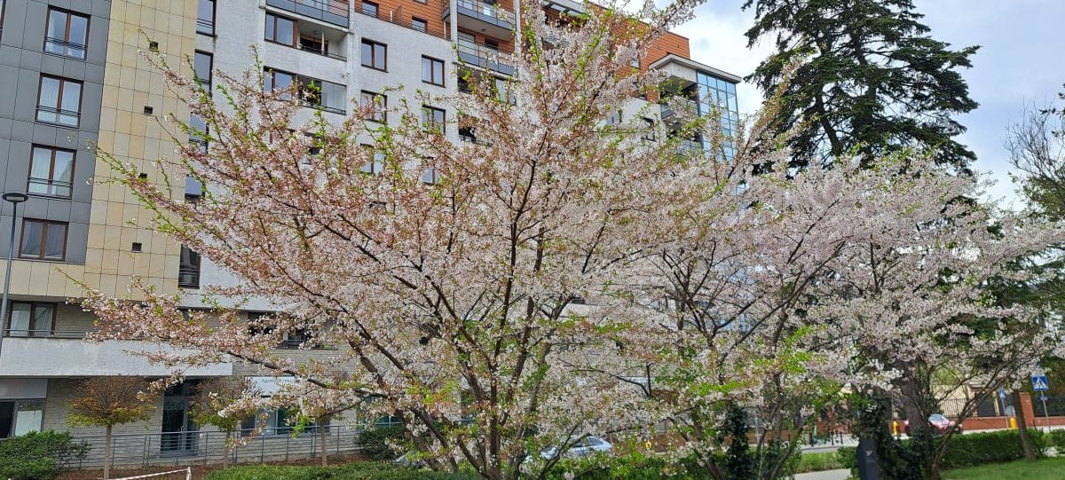 Mieszkanie 2 pokojowe na Wynajem