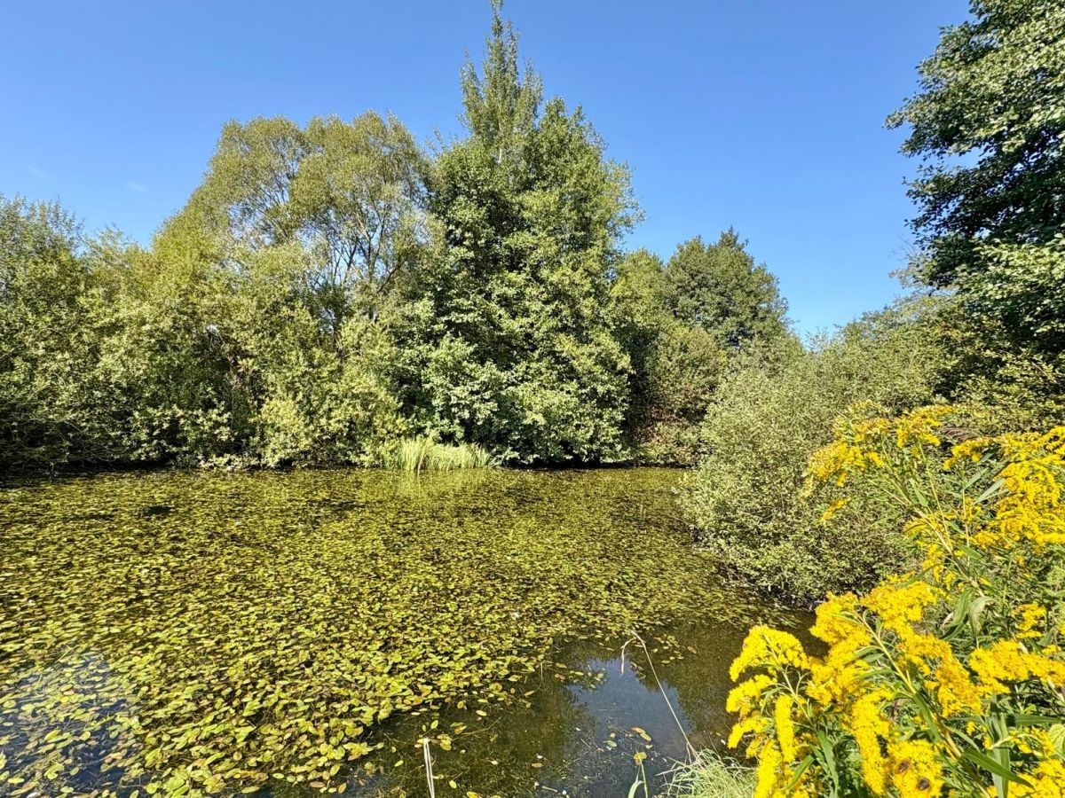 Dom 6 pokojowe na Sprzedaż