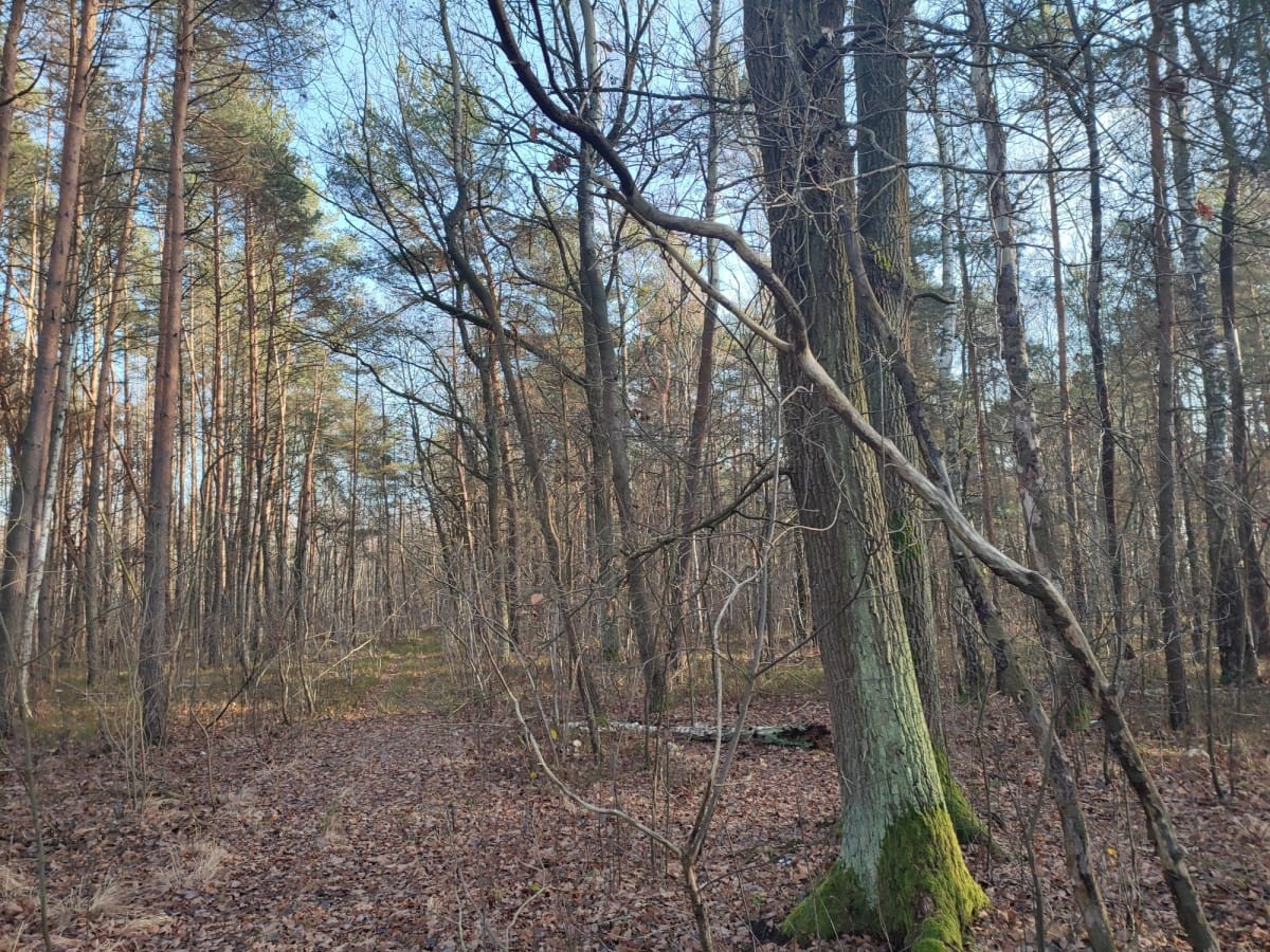 Działka  pokojowe na Sprzedaż