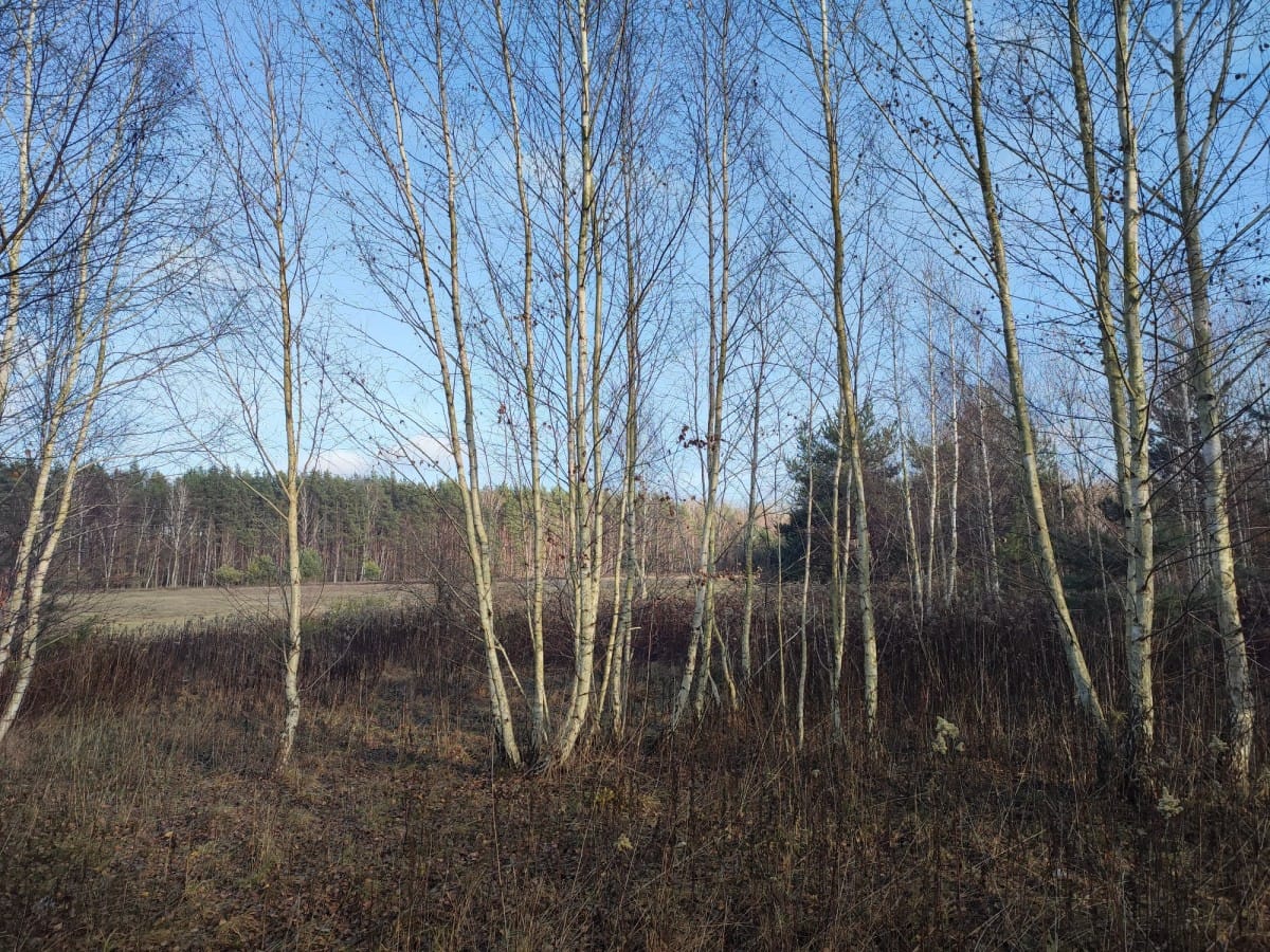 Działka  pokojowe na Sprzedaż