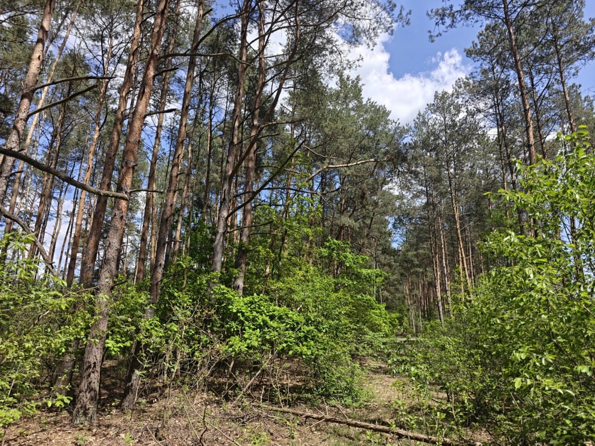 Działka  pokojowe na Sprzedaż