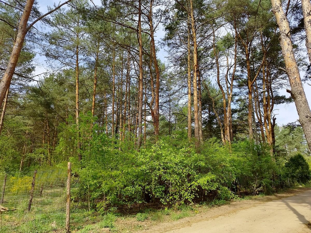 Działka  pokojowe na Sprzedaż