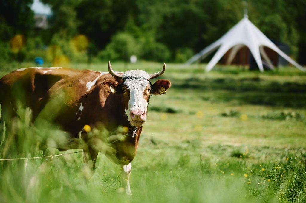 Lokal użytkowy  pokojowe na Sprzedaż