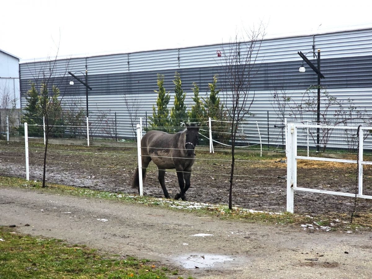 Lokal użytkowy  pokojowe na Sprzedaż