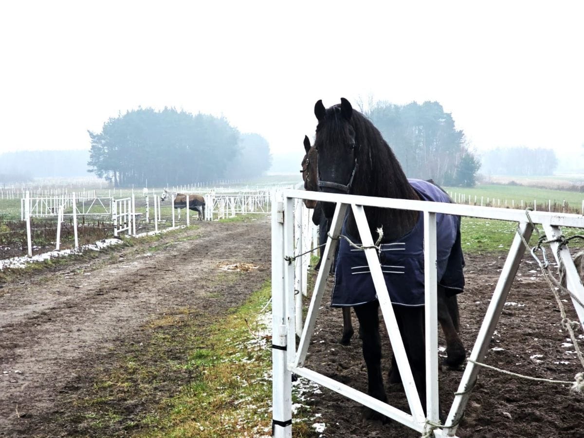 Lokal użytkowy  pokojowe na Sprzedaż
