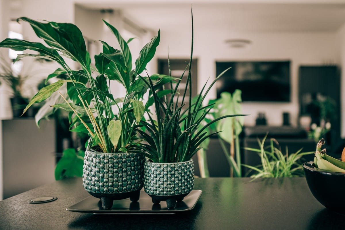 Mieszkanie 4 pokojowe na Sprzedaż