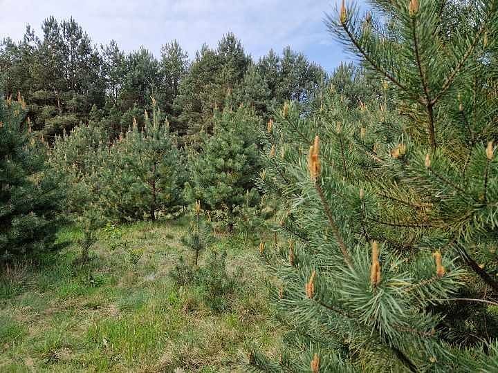 Działka  pokojowe na Sprzedaż